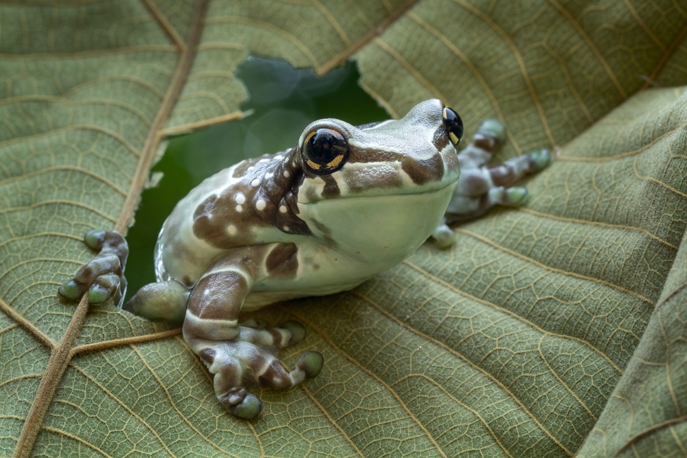 Frogs Help Maintain A Healthy Organic Garden Ecosystem.