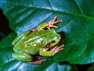 Attract Tree Frogs to Your Garden