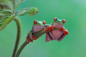Attract Tree Frogs to Your Garden