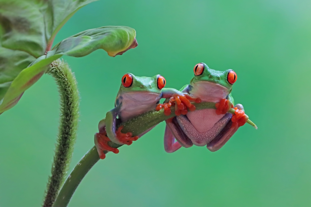 Biodiversity Conservation: Understanding The Importance Of Frogs in Biodiversity