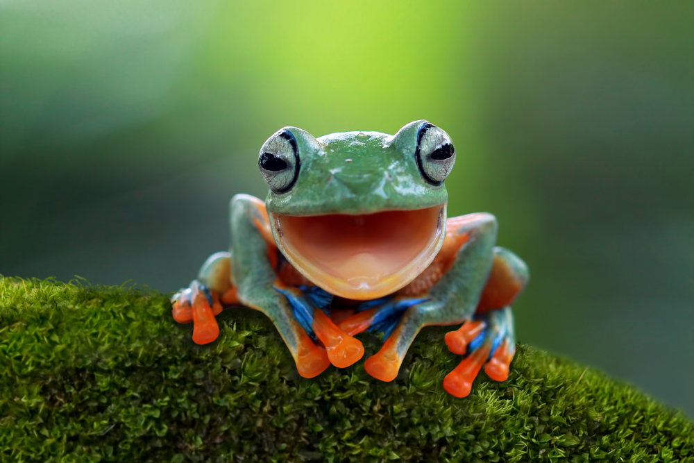Eco-Friendly Pest Control: Focus On How Frogs Help Control Pests In The Garden