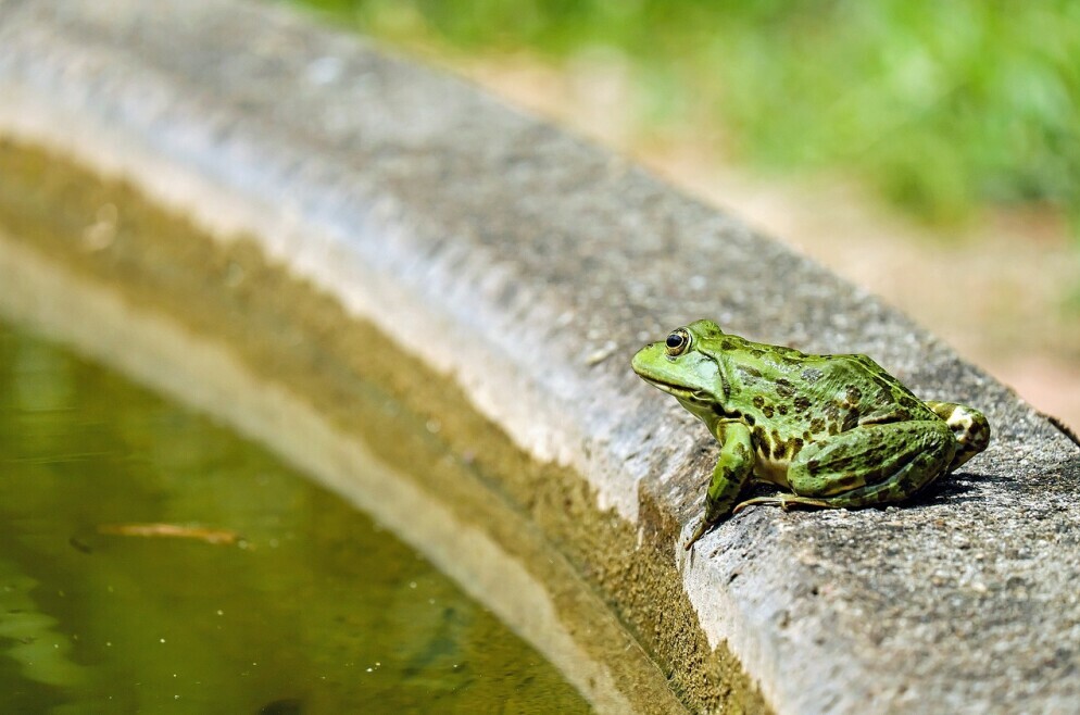 Creating Frog-Friendly Gardens