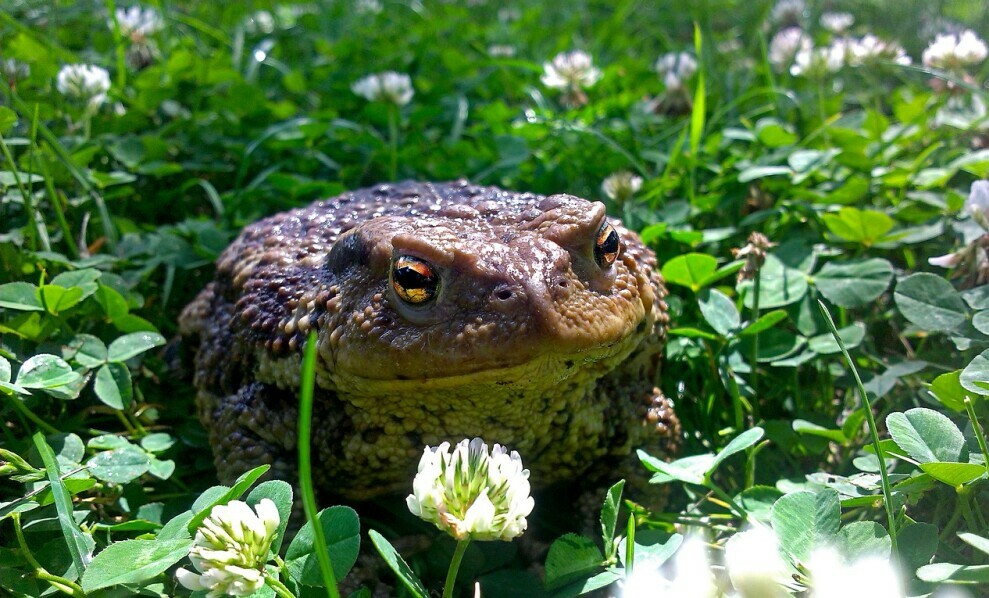 Creating Frog-Friendly Gardens