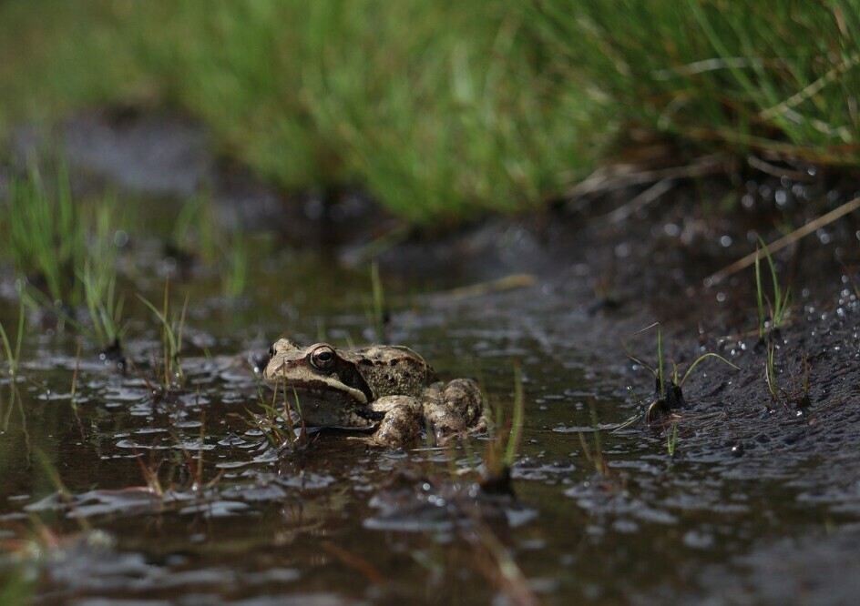 frog and toad conservation
