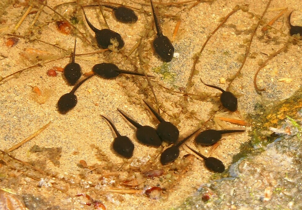 frog and toad conservation (tadpoles)