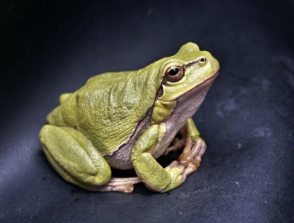 frog and toad conservation