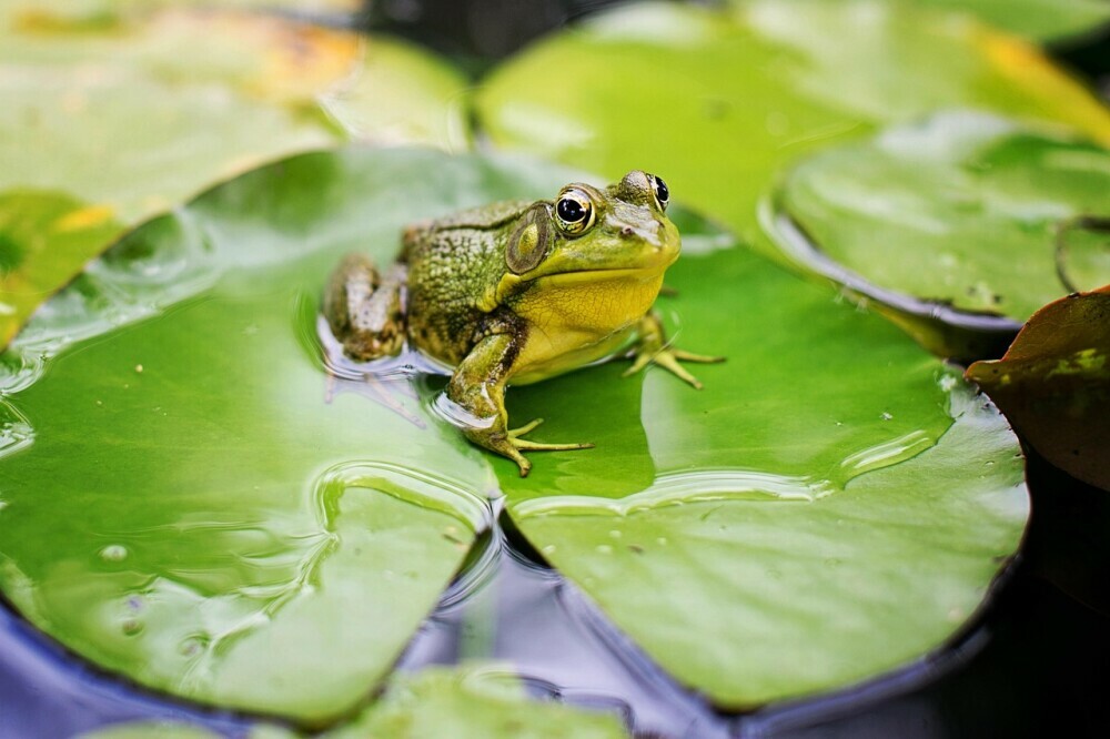 frog on lily pad avoiding impact of pollution on frog and toad