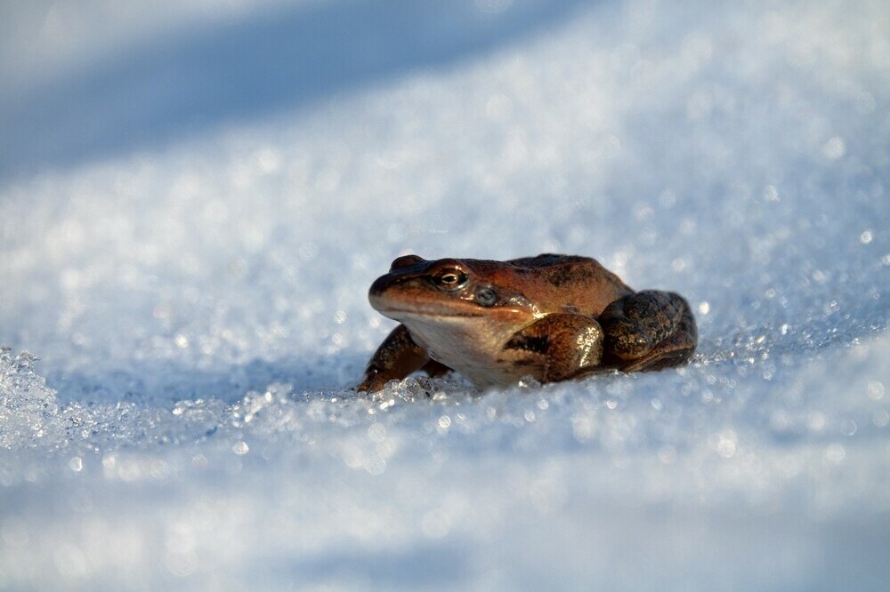 Hibernation Patterns In Frogs And Toads
