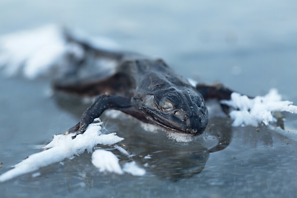 Hibernation Patterns In Frogs And Toads