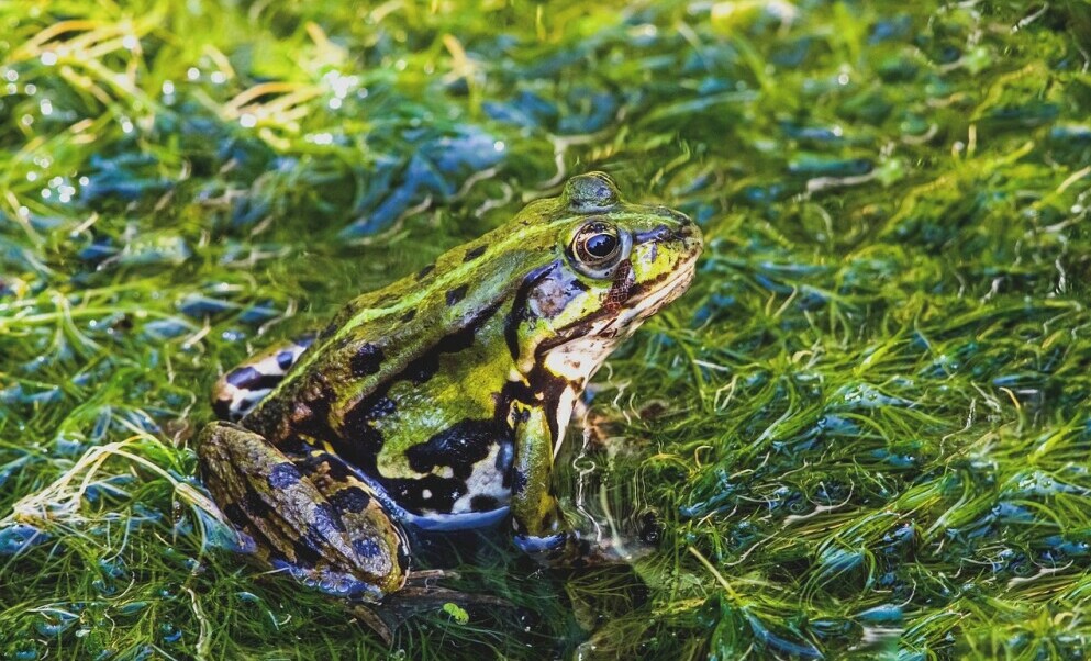how frogs and toads camouflage themselves