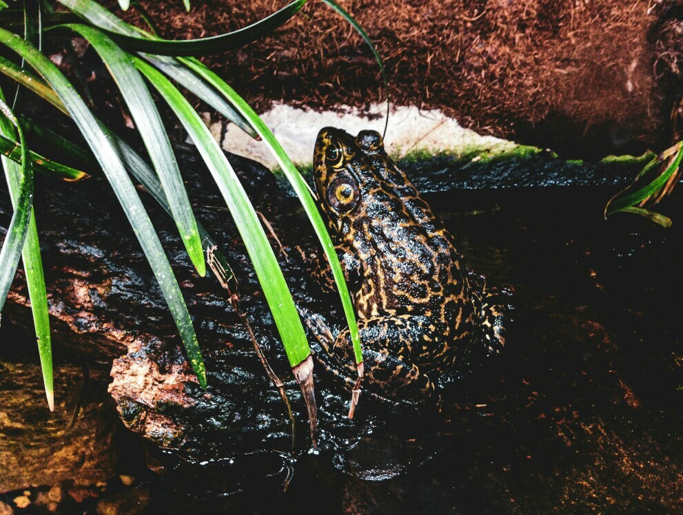 how frogs and toads camouflage themselves