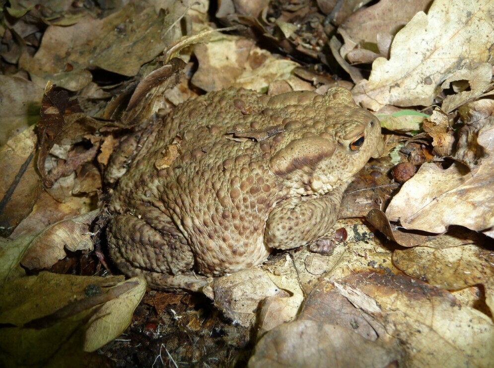 how frogs and toads camouflage themselves