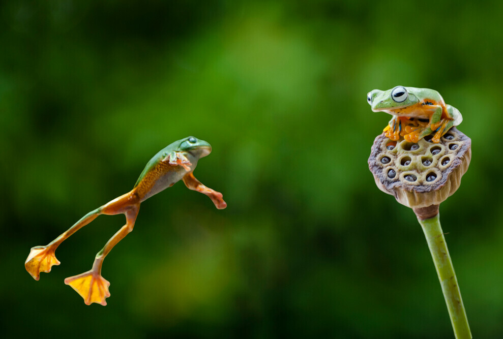 Jumping Techniques Of Different Frog Species