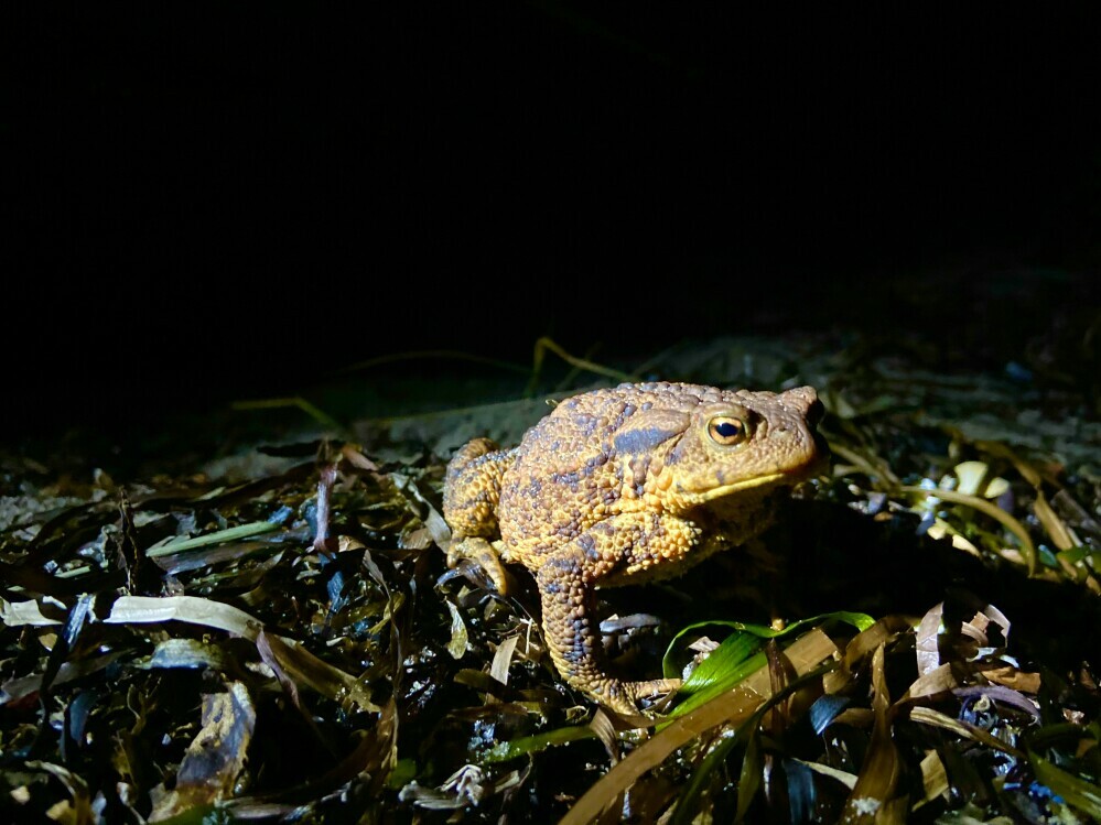 Nocturnal Vs. Diurnal Frogs