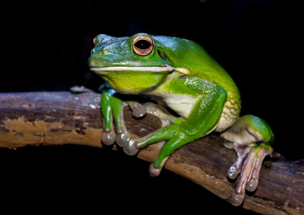 Understanding Frog And Toad Vocalizations