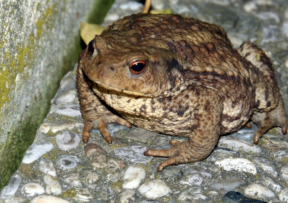 Understanding Frog And Toad Vocalizations
