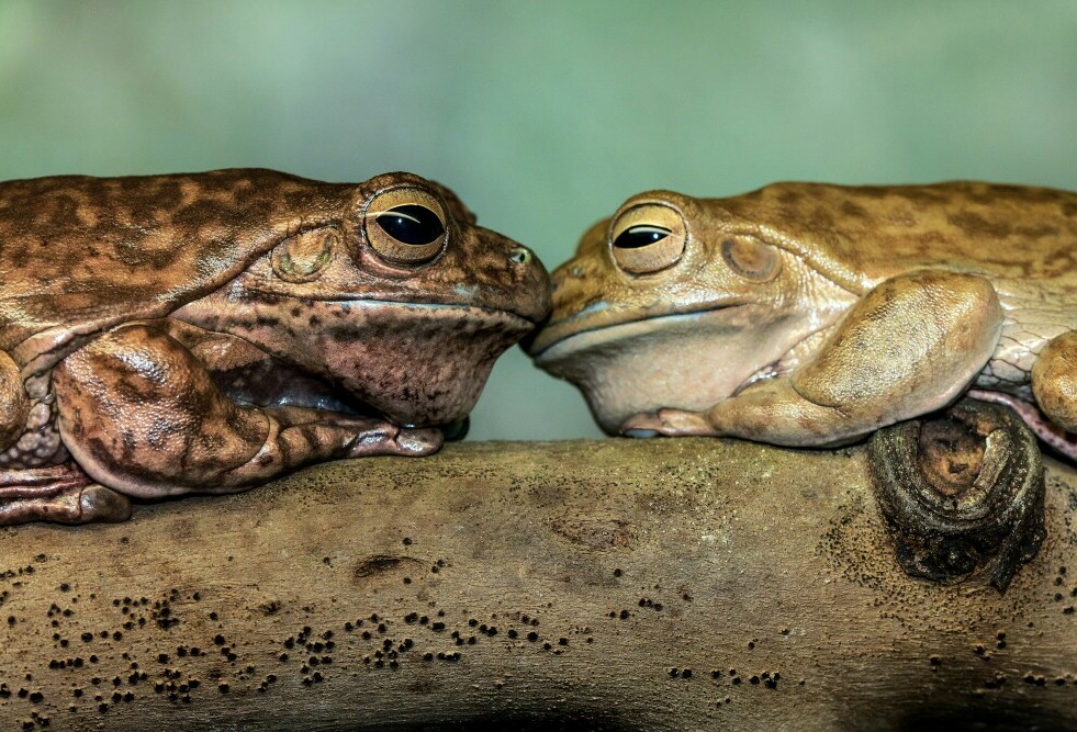 Understanding Frog And Toad Vocalizations