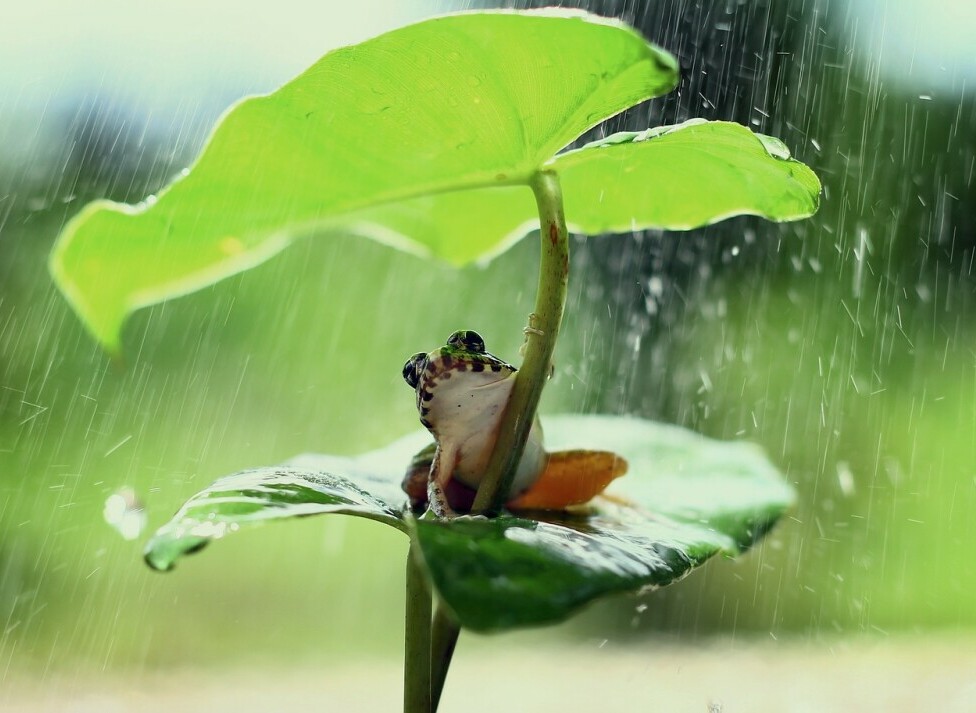 Understanding Frog And Toad Vocalizations