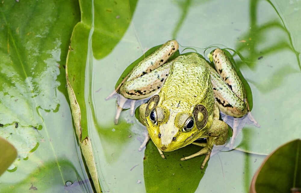 why do frogs change color