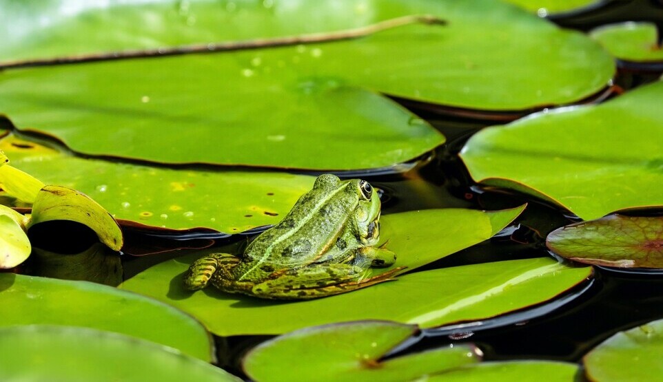 why do frogs change color