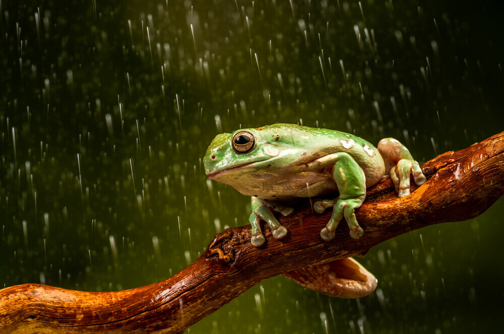 Why Some Frogs Are More Active During Rain
