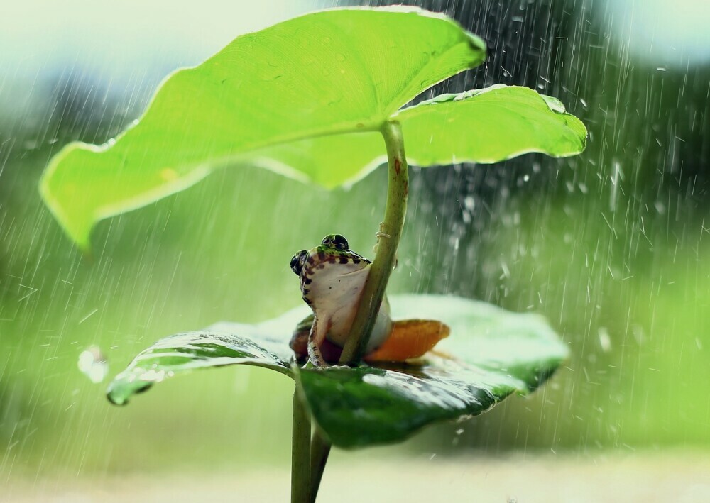 Why Some Frogs Are More Active During Rain