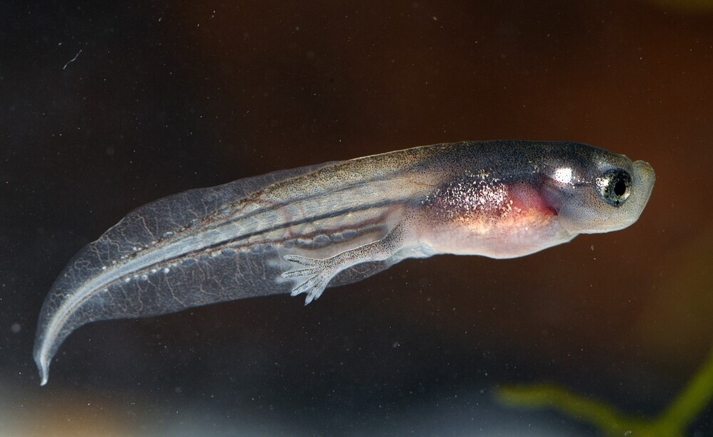 emerging tadpole