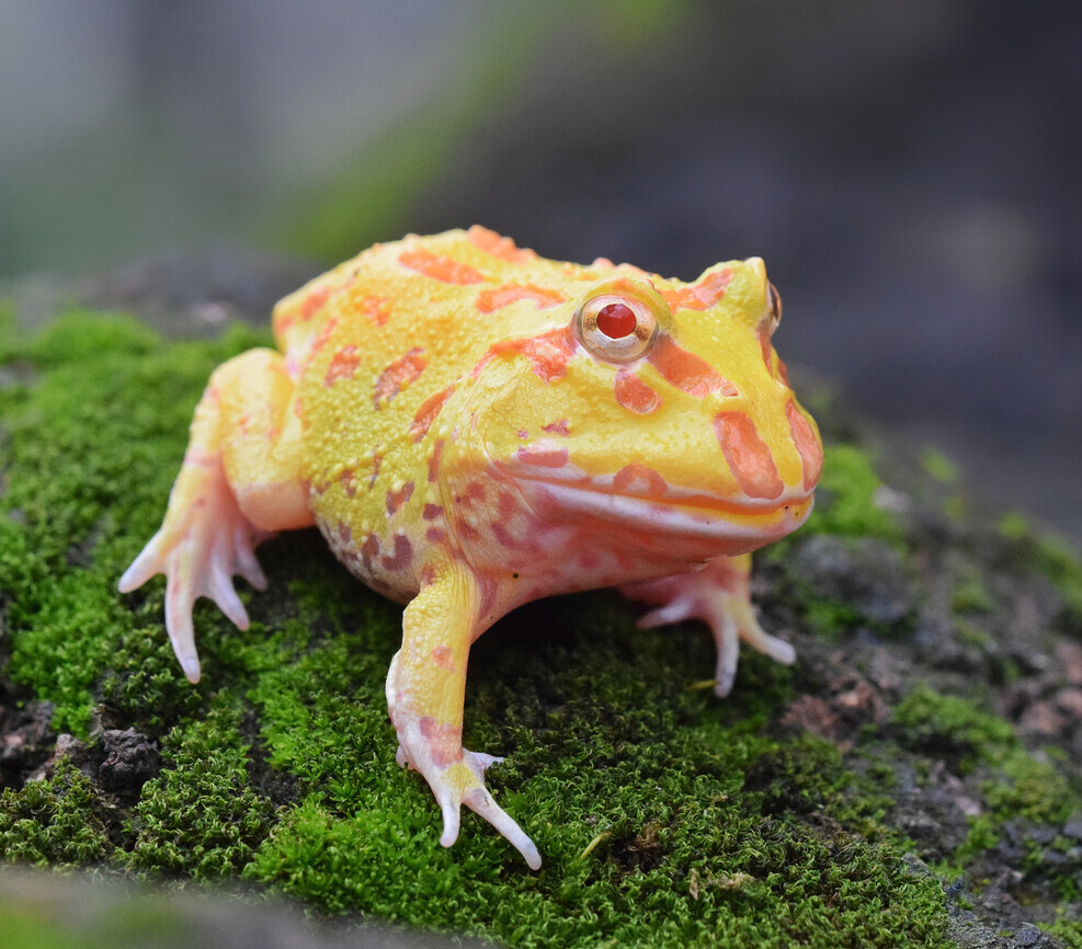 pacman frog albino mutation