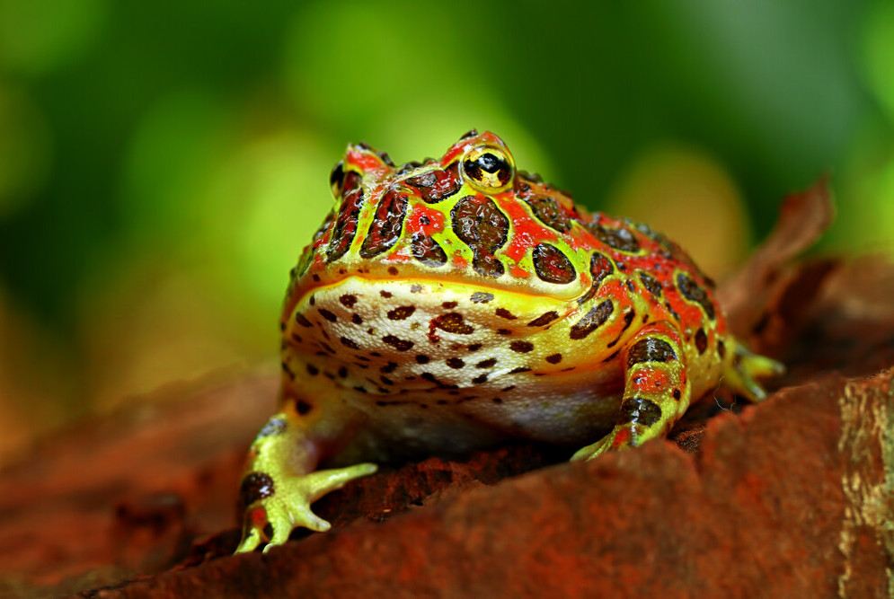 pacman frog high red color